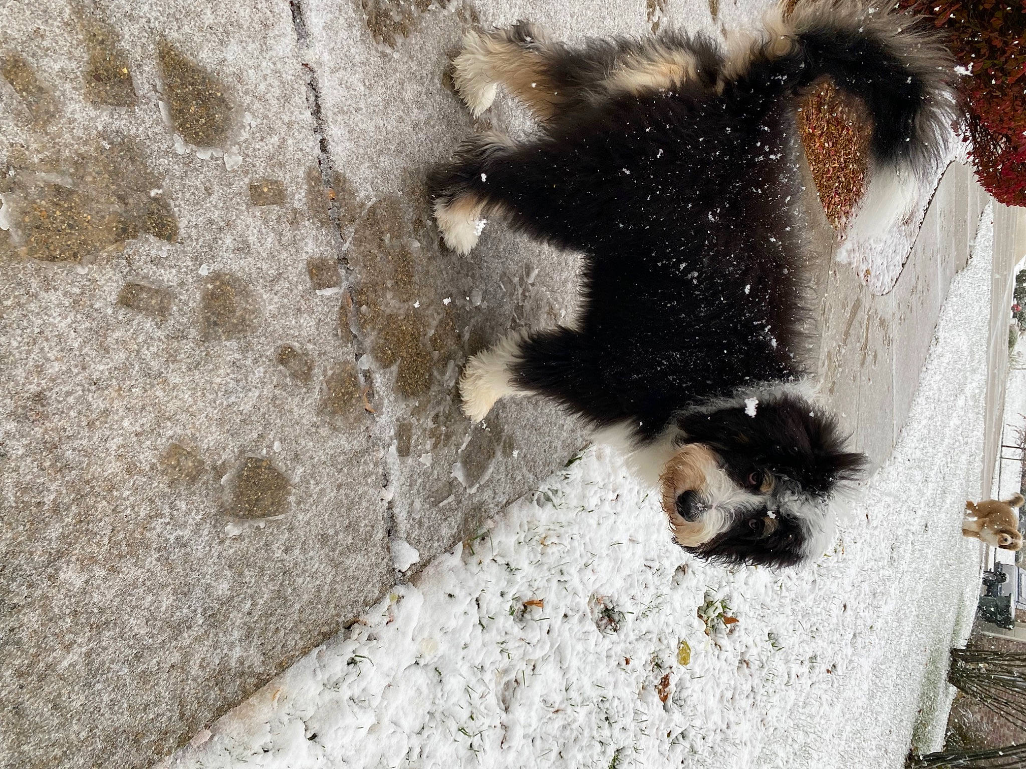 Titan is registered to the contest to win money with this photo: canidae, claw, concrete, dog, dog_breed, fawn, feather, foot, fur, paw, rock, snout, soil, sporting_group, tail, terrestrial_animal