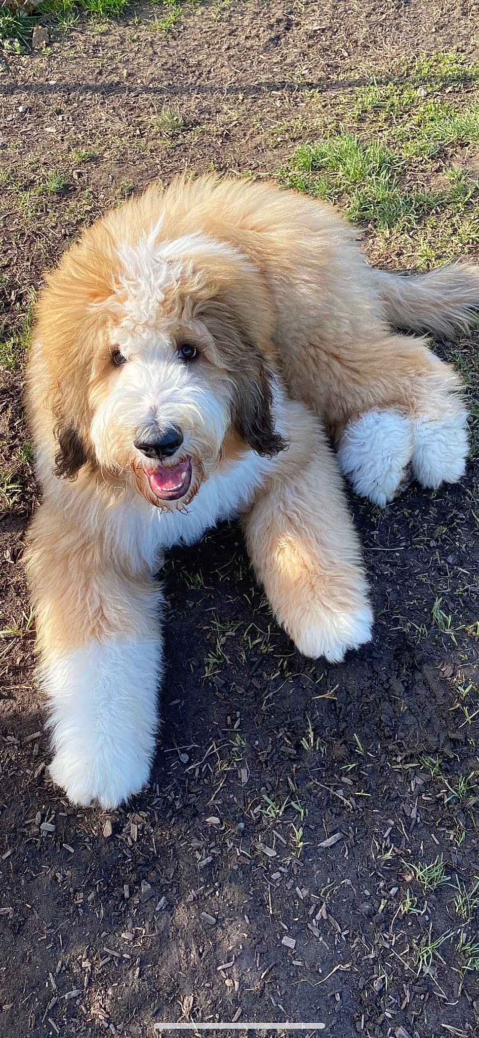 Trump is registered to the contest to win money with this photo: biting, canidae, carnivore, companion_dog, dog, dog_breed, fur, grass, plant, snout, soil, sporting_group, tail, terrestrial_animal, working_dog