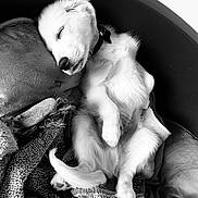 Lucky participe au concours pour gagner de l'argent avec cette photo : animal, canine, collie, couch, dog, eskimodog, face, furniture, head, hound, husky, laundry, person, pet, photography, portrait, puppy, sleeping, terrier, whitedog