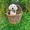 Lucky participe au concours pour gagner de l'argent avec cette photo : animal, basket, canine, cockerspaniel, dog, fun, goldenretriever, grass, herbal, herbs, leisureactivities, nature, outdoors, pet, picnic, plant, puppy, vegetation, whitedog, yard