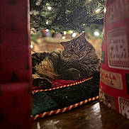 Rocky is registered to the contest to win money with this photo: cat, tabby, christmas_tree, lights, holiday, decorations, cozy, indoor, furniture, wood_floor, festive, pet, animal, fur, relaxed, laying_down, closeup, warm_lighting, soft_focus, home