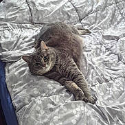 Nala is registered to the contest to win money with this photo: cat, tabby_cat, pet, bed, comforter, indoor, feline, animal, resting, stretching, gray_cat, cute, cozy, sleeping_area, domestic_animal, fur, whiskers, relaxed, looking_at_camera, home