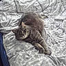 cat, tabby_cat, pet, bed, comforter, indoor, feline, animal, resting, stretching, gray_cat, cute, cozy, sleeping_area, domestic_animal, fur, whiskers, relaxed, looking_at_camera, home