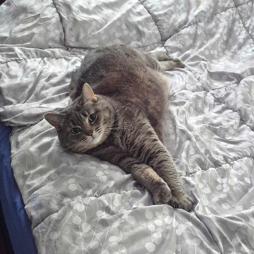Nala is registered to the contest to win money with this photo: cat, tabby_cat, pet, bed, comforter, indoor, feline, animal, resting, stretching, gray_cat, cute, cozy, sleeping_area, domestic_animal, fur, whiskers, relaxed, looking_at_camera, home