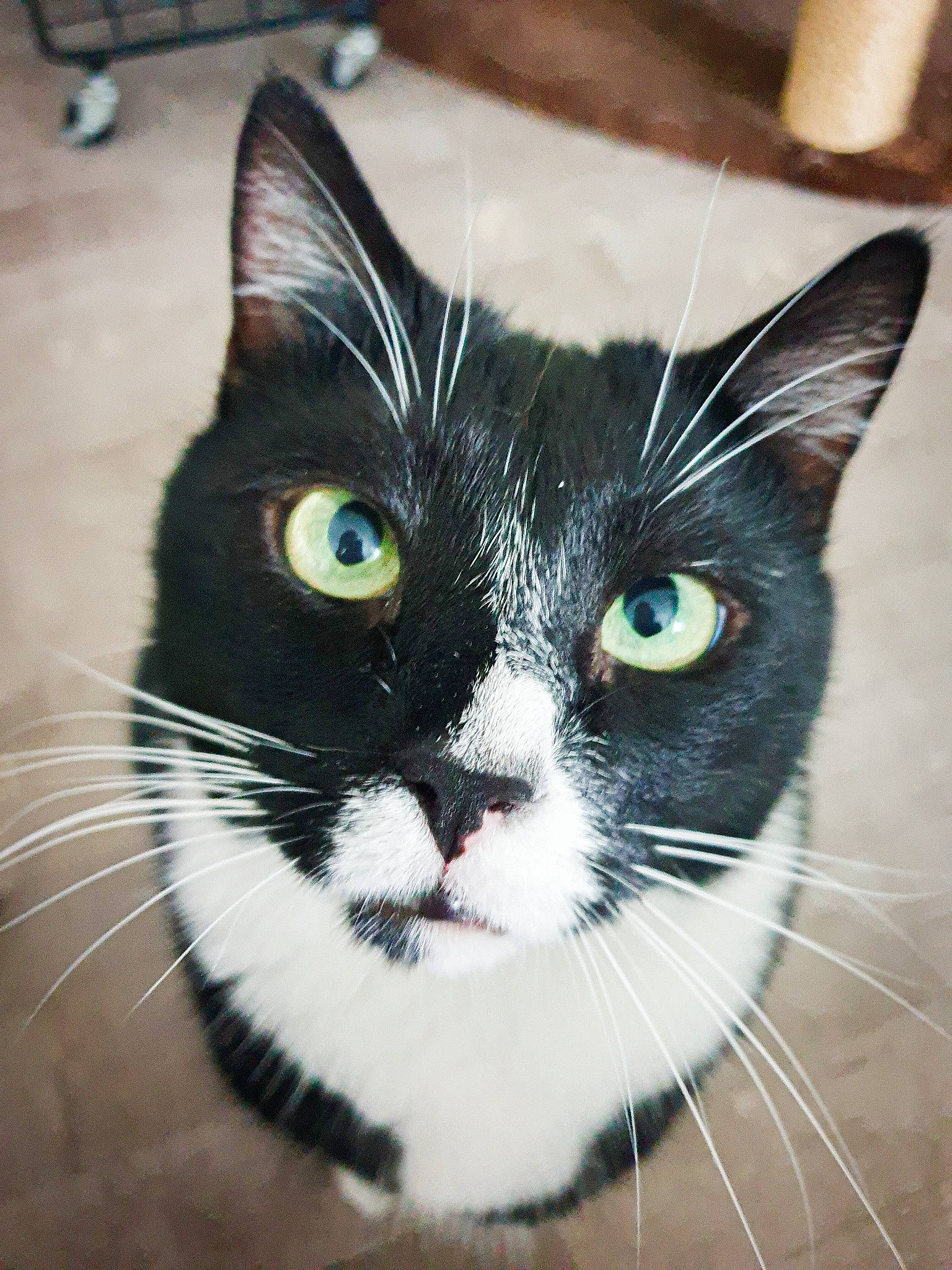 Simba participe au concours pour gagner de l'argent avec cette photo : carnivore, cat, collar, domestic_short_haired_cat, electric_blue, eye, felidae, fur, hair, head, human_body, iris, leg, paw, small_to_medium_sized_cats, snout, tail, terrestrial_animal, whiskers, window