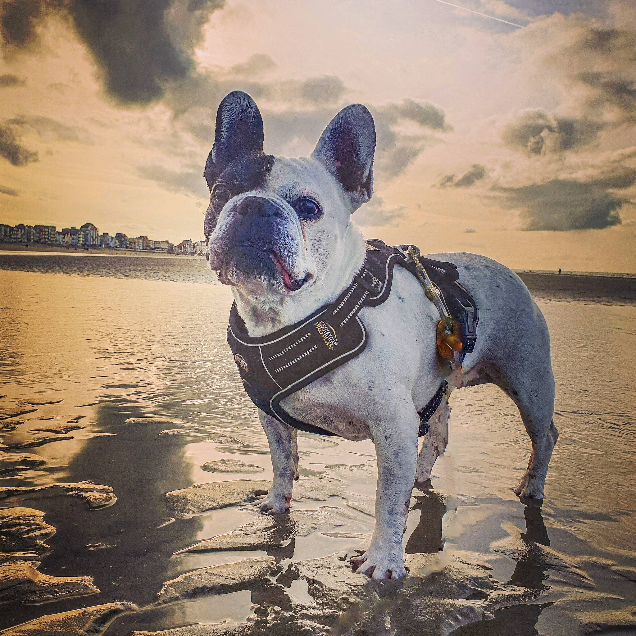 Heden participe au concours pour gagner de l'argent avec cette photo : adventure, beach, bulldog, canidae, carnivore, cloud, collar, companion_dog, dog, dog_breed, dog_collar, fawn, happy, landscape, ocean, sky, snout, sporting_group, vertebrate, water