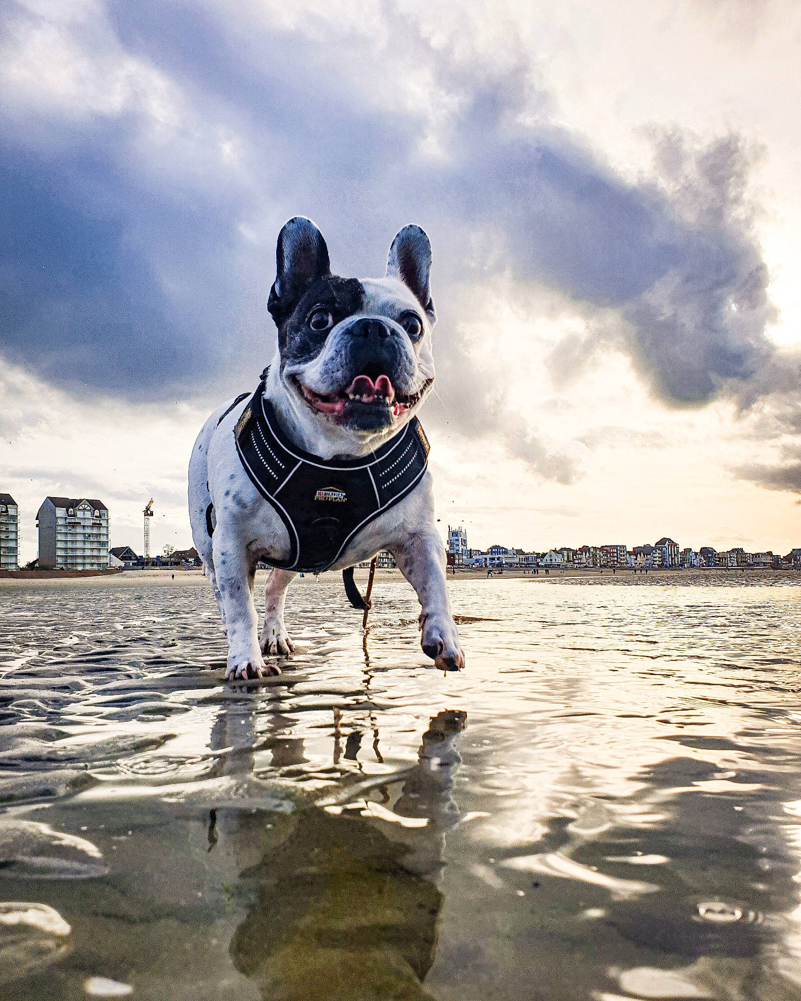 Heden a rejoint le concours — aidez-le/la à gagner de superbes lots ! beach, bulldog, canidae, carnivore, cloud, collar, companion_dog, dog, dog_breed, dog_collar, dog_supply, fashion_accessory, fawn, fun, leash, recreation, sky, snout, sporting_group, water