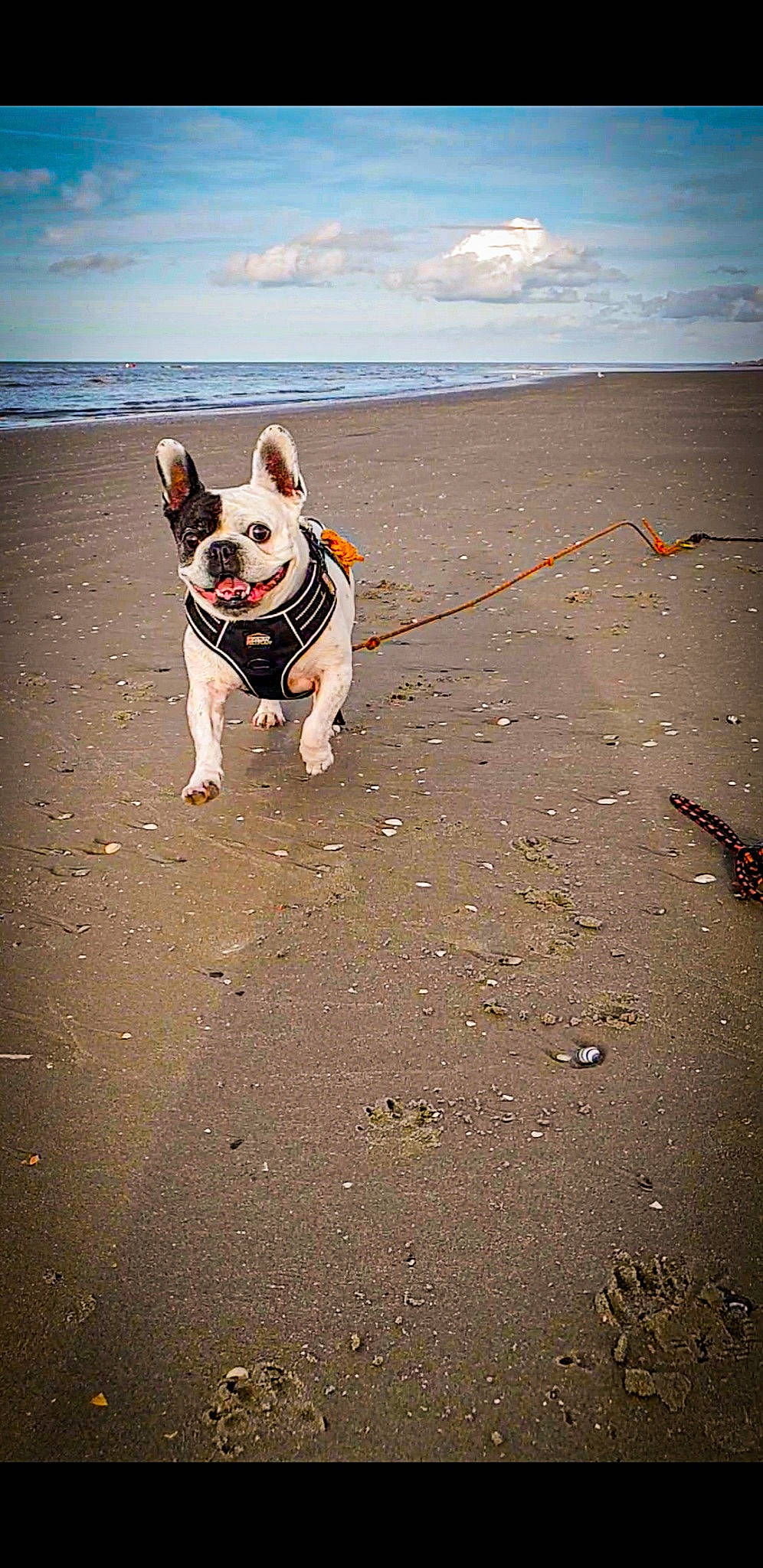 Heden a rejoint le concours — aidez-le/la à gagner de superbes lots ! beach, bulldog, carnivore, cloud, collar, companion_dog, dog, dog_breed, dog_collar, fawn, french_bulldog, horizon, landscape, leash, sand, sky, snout, sporting_group, toy_dog, water