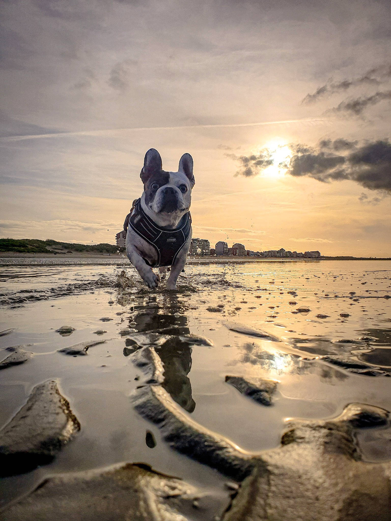Heden participe au concours pour gagner de l'argent avec cette photo : beach, calm, carnivore, cloud, companion_dog, dog, dog_breed, dusk, horizon, ice_cap, lake, landscape, nature, reflection, sky, sunlight, sunset, water, wind_wave, winter