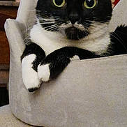 Misha a rejoint le concours — aidez-le/la à gagner de superbes lots ! cat, black_and_white, pet_bed, indoor, feline, close_up, whiskers, curious, relaxed, ears, paws, fur, domestic_animal, cozy, resting, home, animal, cute, portrait, looking