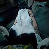 Zero is registered to the contest to win money with this photo: cat, black_and_white, tattoos, lap, indoor, person, sitting, relaxed, fur, animal, pet, legs, clothing, chair, floor, home, casual, resting, looking, calm