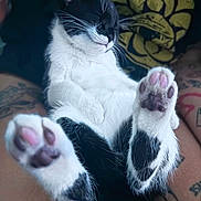 Zero is registered to the contest to win money with this photo: cat, black_and_white, paw_pads, relaxed, tattoos, legs, shirt, yellow_design, animal, pet, close_up, fur, whiskers, sleepy, indoor, cute, mammal, domestic_cat, resting, pink_paw