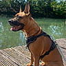 Oscar a rejoint le concours — aidez-le/la à gagner de superbes lots ! animal, calm, canine, daytime, dock, dog, greenery, happy, harness, leash, nature, outdoor, pet, river, sitting, sunlight, tongue_out, trees, water, wooden