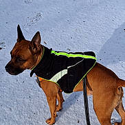 Oscar a rejoint le concours — aidez-le/la à gagner de superbes lots ! alert, animal, black_jacket, brown_dog, canine, cold_weather, daylight, dog, dog_jacket, fur, green_stripes, leash, nature, outdoor, paw_prints, pet, snow, standing, walking, winter
