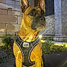 Oscar participe au concours pour gagner de l'argent avec cette photo : dog, canine, pet, harness, sitting, outdoor, night, building, stone, architecture, ears_up, alert, animal, mammal, leash, portrait, urban, light, shadow, guard