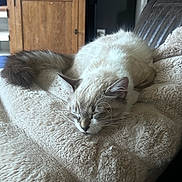 Alfa a rejoint le concours — aidez-le/la à gagner de superbes lots ! animals, blanket, cat, cats, couch, cozy, cream_colored, cuddling, feline, fluffy, gray_and_white, home, indoors, long_hair, napping, pet, portrait, relaxed, sleeping, whiskers