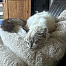 animals, blanket, cat, cats, couch, cozy, cream_colored, cuddling, feline, fluffy, gray_and_white, home, indoors, long_hair, napping, pet, portrait, relaxed, sleeping, whiskers
