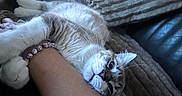 Alfa participe au concours pour gagner de l'argent avec cette photo : animal, blanket, blue_eyes, bracelet, cat, cuddling, fluffy, furry, gray_fur, human_arm, indoor, kitten, lying_down, pet, playful, relaxed, sleeping, upside_down, whiskers, white_fur