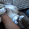 animal, blanket, blue_eyes, bracelet, cat, cuddling, fluffy, furry, gray_fur, human_arm, indoor, kitten, lying_down, pet, playful, relaxed, sleeping, upside_down, whiskers, white_fur