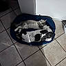 Alfa participe au concours pour gagner de l'argent avec cette photo : animal_friendship, blue_bed, cat, companion_animals, cozy, cuddling, dog, gray_cat, home, indoor, nap, pet_bed, pets, relaxed, resting, shadows, sleeping, spotted_dog, sunlight, tile_floor