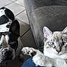 Alfa participe au concours pour gagner de l'argent avec cette photo : animal, black_and_white, blue_eyes, cat, companionship, couch, dog, fluffy, french_bulldog, funny, fur, indoors, kitten, paws, pets, pointed_ears, portrait, tile_floor, whiskers, wide_eyes