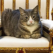 Rocket is registered to the contest to win money with this photo: animal, cat, chair, ears, eyes, feline, fur, golden_chair, gray_cat, indoor, luxury, ornate_chair, pet, portrait, regal, resting, sitting, throne, whiskers, white_cat