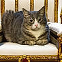 animal, cat, chair, ears, eyes, feline, fur, golden_chair, gray_cat, indoor, luxury, ornate_chair, pet, portrait, regal, resting, sitting, throne, whiskers, white_cat