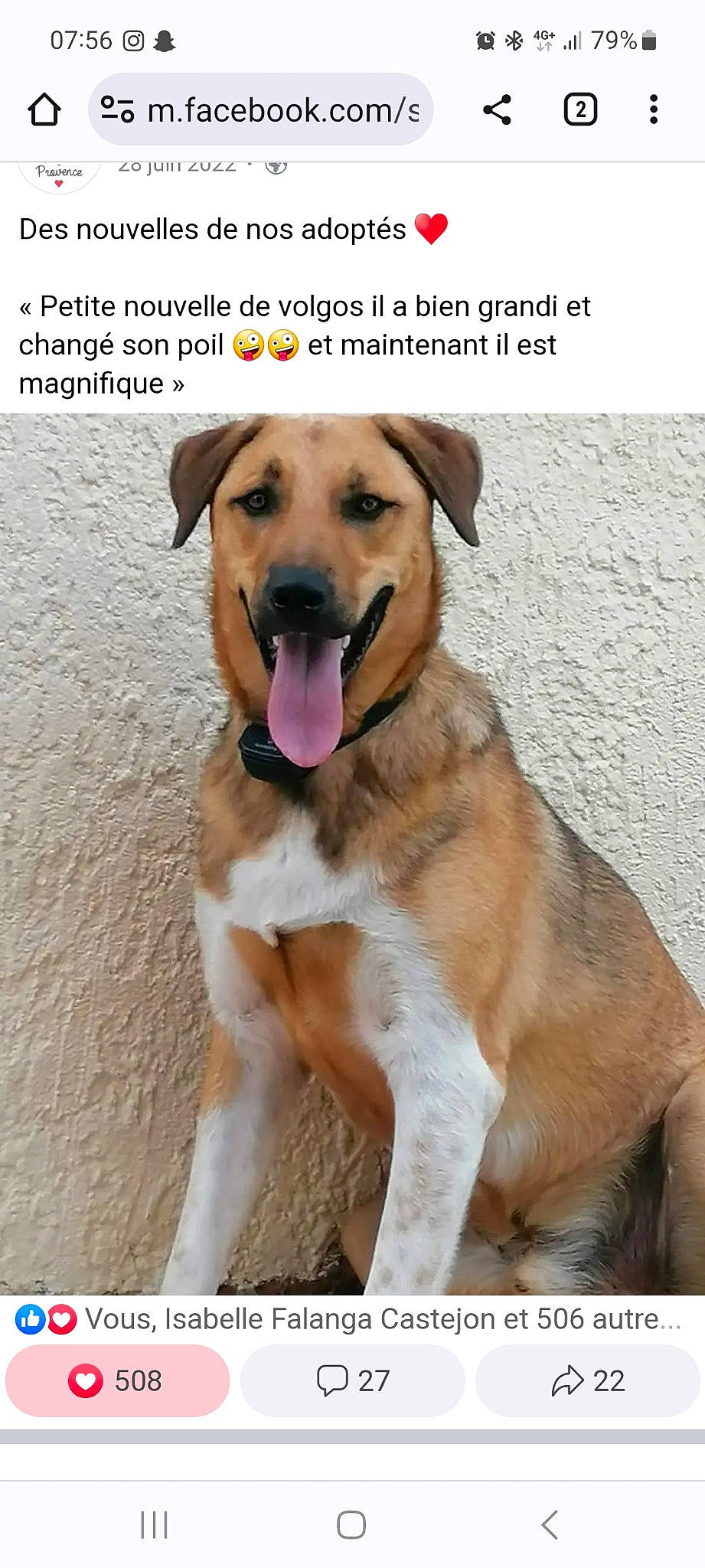 Volgos a rejoint le concours — aidez-le/la à gagner de superbes lots ! canidae, carnivore, collar, companion_dog, dog, dog_breed, dog_collar, dog_supply, fawn, font, happy, paw, pet_supply, photo_caption, snout, sporting_group, tail, working_animal, working_dog