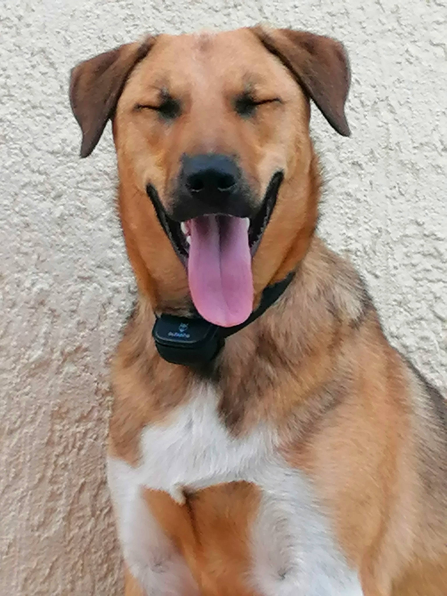 Volgos a rejoint le concours — aidez-le/la à gagner de superbes lots ! canidae, carnivore, collar, companion_dog, dog, dog_breed, dog_collar, dog_supply, fang, fawn, guard_dog, hat, labrador_retriever, paw, pet_supply, snout, sporting_group, whiskers, working_animal, working_dog