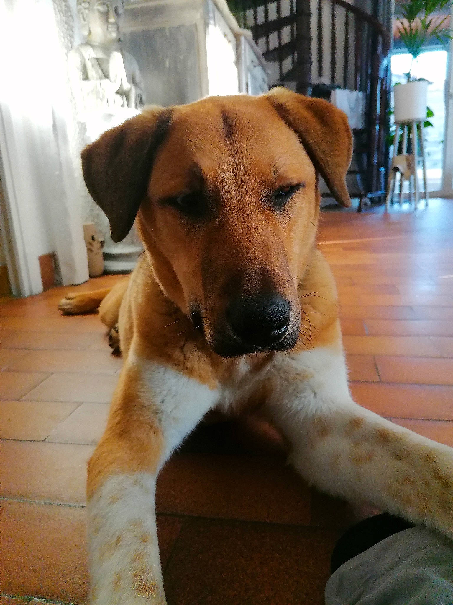 Volgos a rejoint le concours — aidez-le/la à gagner de superbes lots ! canidae, carnivore, chair, collar, companion_dog, curtain, dog, dog_breed, fawn, flooring, hardwood, houseplant, paw, plant, snout, sporting_group, tail, whiskers, wood, working_animal