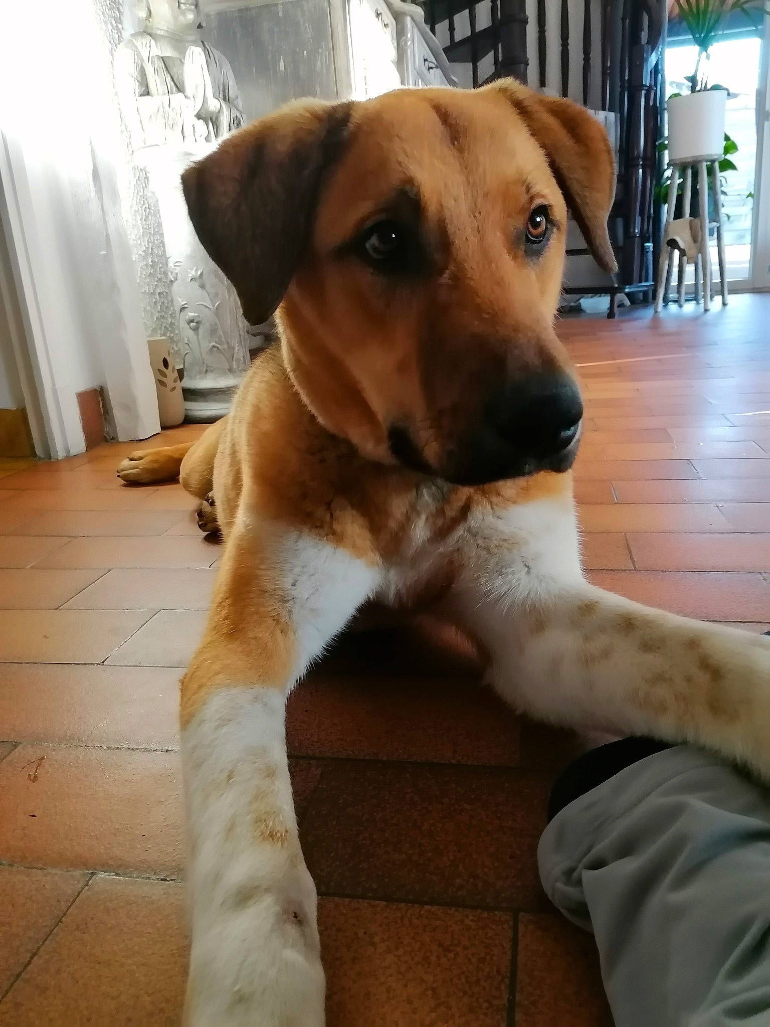 Volgos participe au concours pour gagner de l'argent avec cette photo : canidae, carnivore, collar, comfort, companion_dog, curtain, dog, dog_breed, fawn, flooring, fur, hardwood, houseplant, plant, snout, sporting_group, tail, whiskers, wood, working_animal