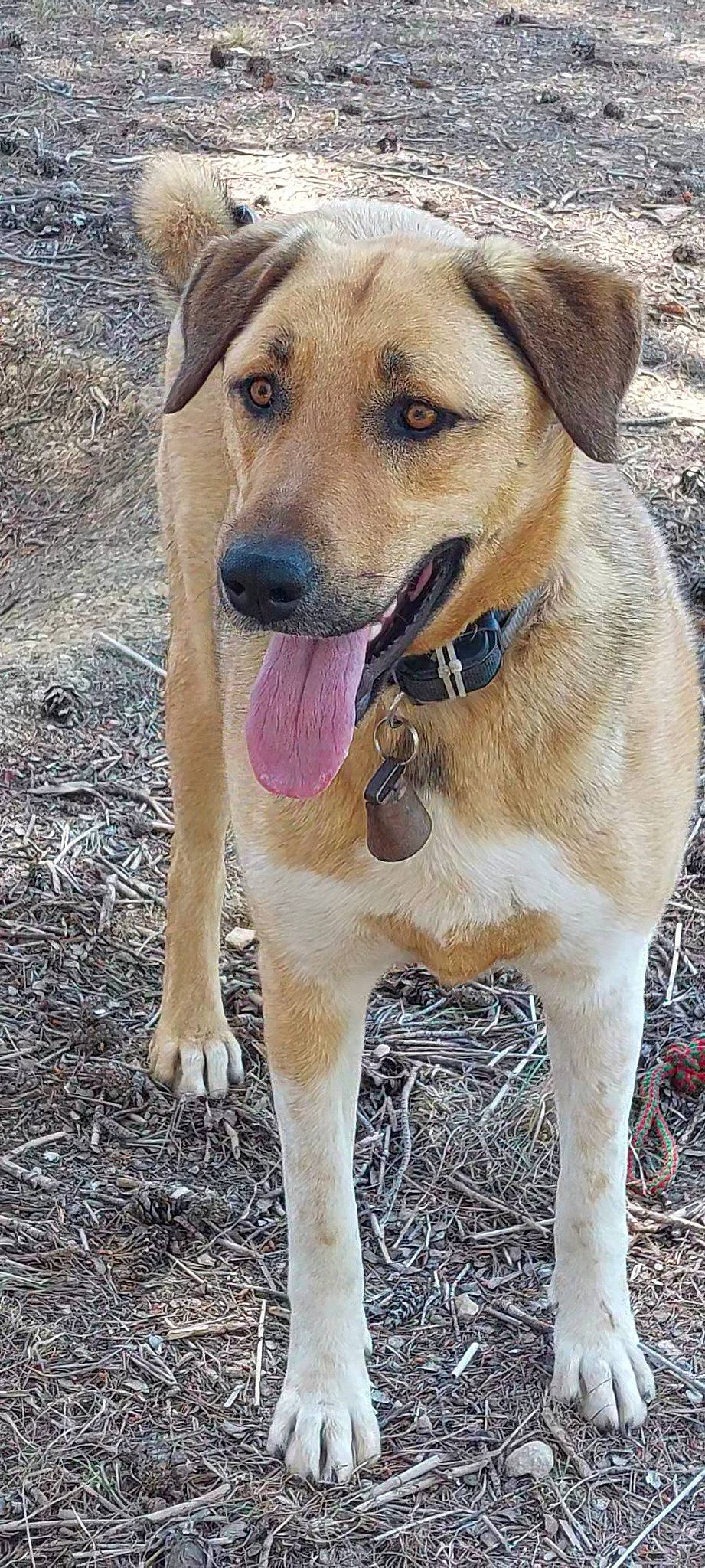 Volgos a rejoint le concours — aidez-le/la à gagner de superbes lots ! canidae, carnivore, collar, companion_dog, dog, dog_breed, dog_collar, fawn, firefighter, hunting_dog, pet_supply, plant, snout, sporting_group, whiskers, working_animal, working_dog