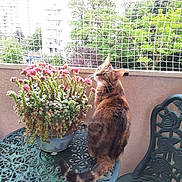 Amleth participe au concours pour gagner de l'argent avec cette photo : cat, tabby_cat, flower_pot, pink_flowers, metal_table, balcony, safety_net, greenery, trees, buildings, outdoor, pet, feline, curious, sitting, looking_back, nature, daylight, metal_chair, ornate_furniture