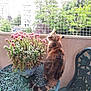 cat, tabby_cat, flower_pot, pink_flowers, metal_table, balcony, safety_net, greenery, trees, buildings, outdoor, pet, feline, curious, sitting, looking_back, nature, daylight, metal_chair, ornate_furniture
