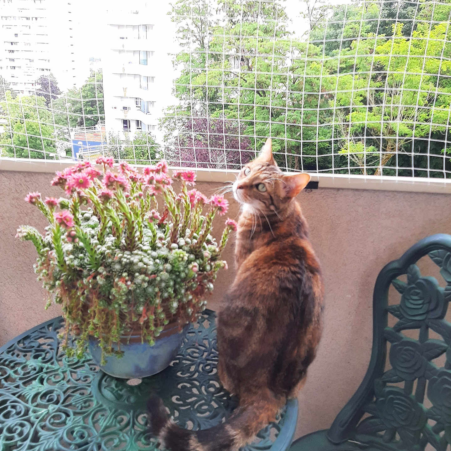Amleth participe au concours pour gagner de l'argent avec cette photo : balcony, buildings, cat, curious, daylight, feline, flower_pot, greenery, looking_back, metal_chair, metal_table, nature, ornate_furniture, outdoor, pet, pink_flowers, safety_net, sitting, tabby_cat, trees