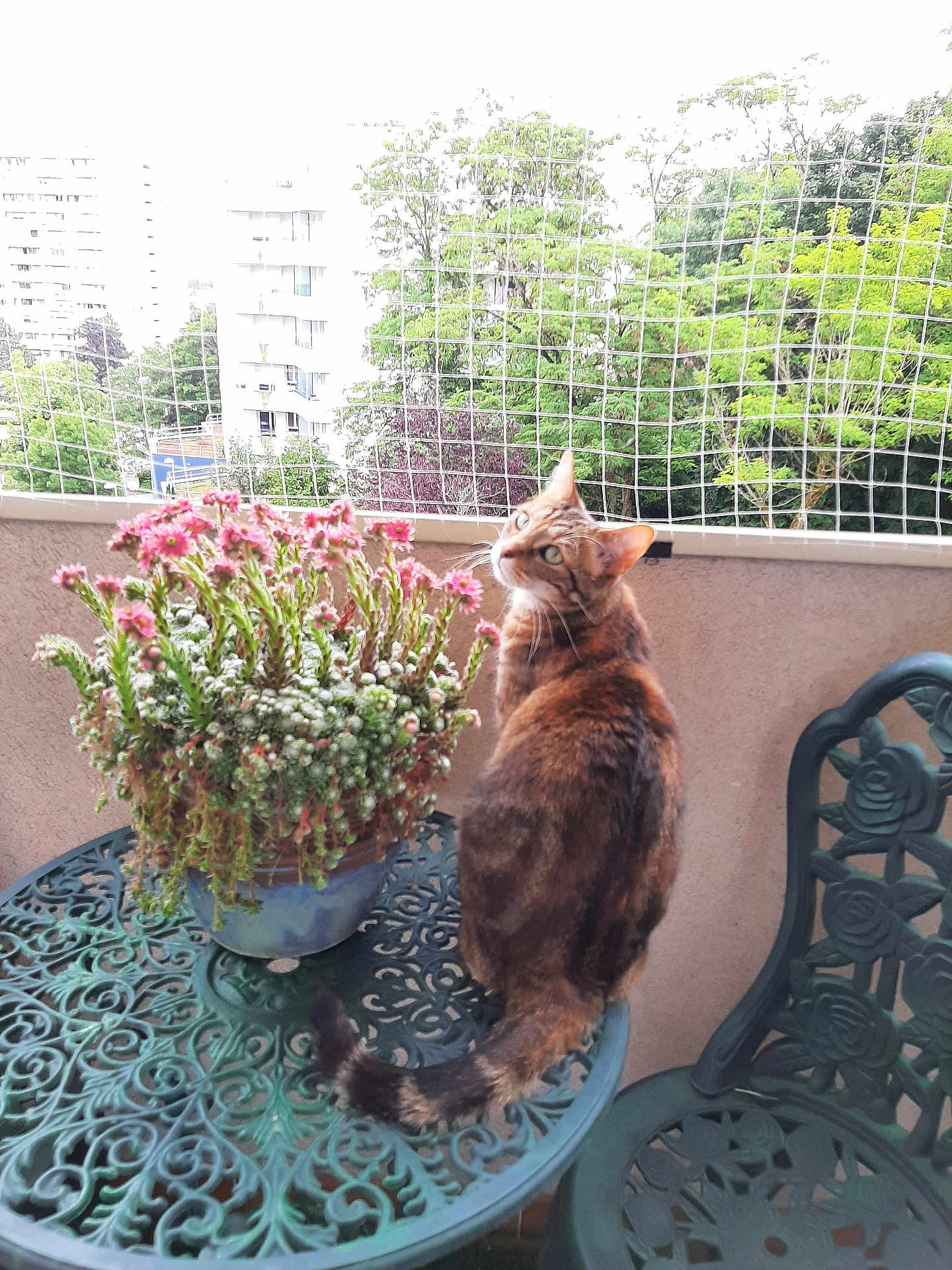 Amleth participe au concours pour gagner de l'argent avec cette photo : cat, tabby_cat, flower_pot, pink_flowers, metal_table, balcony, safety_net, greenery, trees, buildings, outdoor, pet, feline, curious, sitting, looking_back, nature, daylight, metal_chair, ornate_furniture