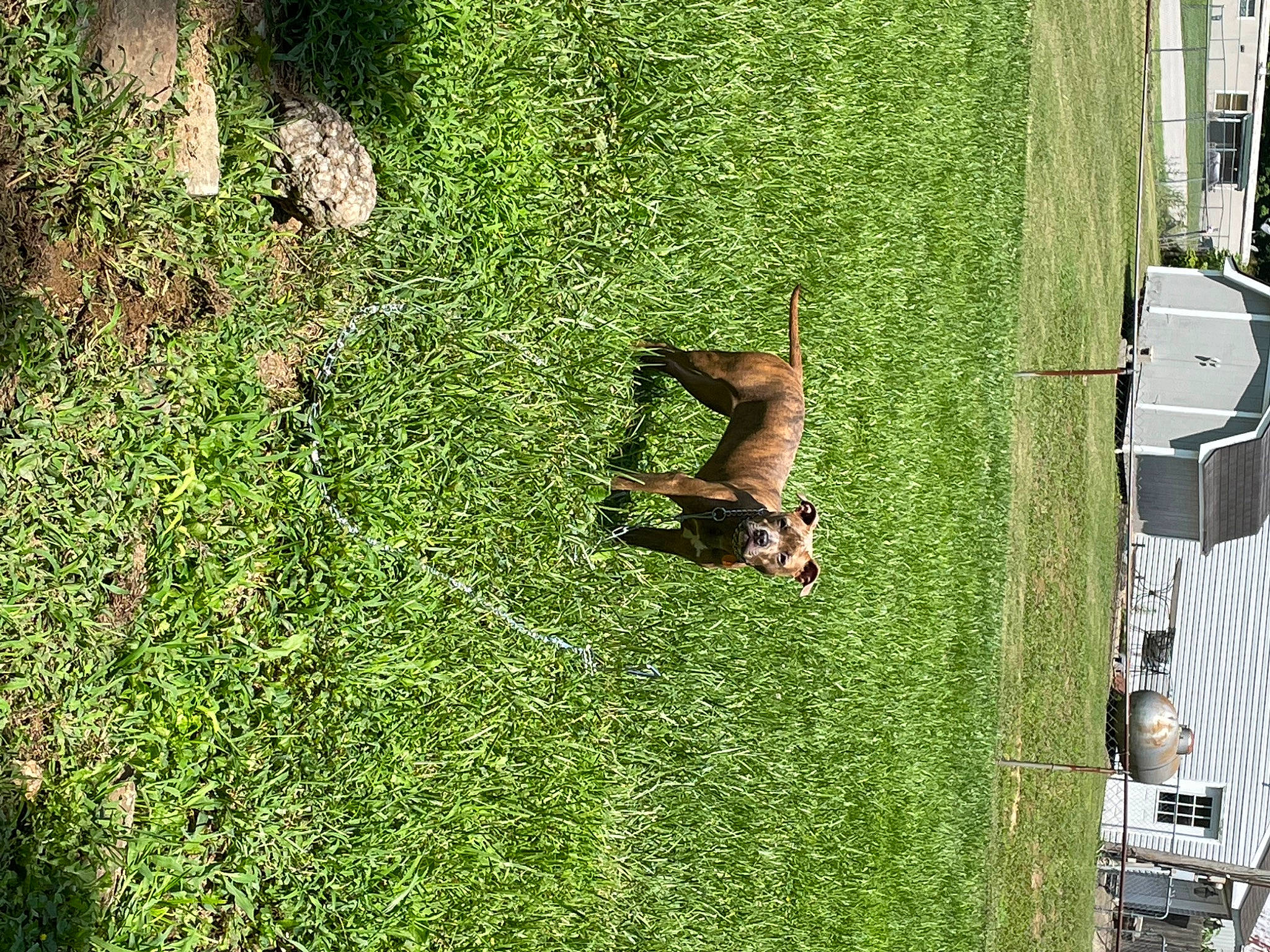 Roxie joined the competition — help win amazing prizes! artificial_turf, fawn, garden, grass, grass_family, grassland, green, groundcover, landscape, leisure, pasture, people_in_nature, plant, shadow, shrub, tail, tree, trunk, wood, woody_plant