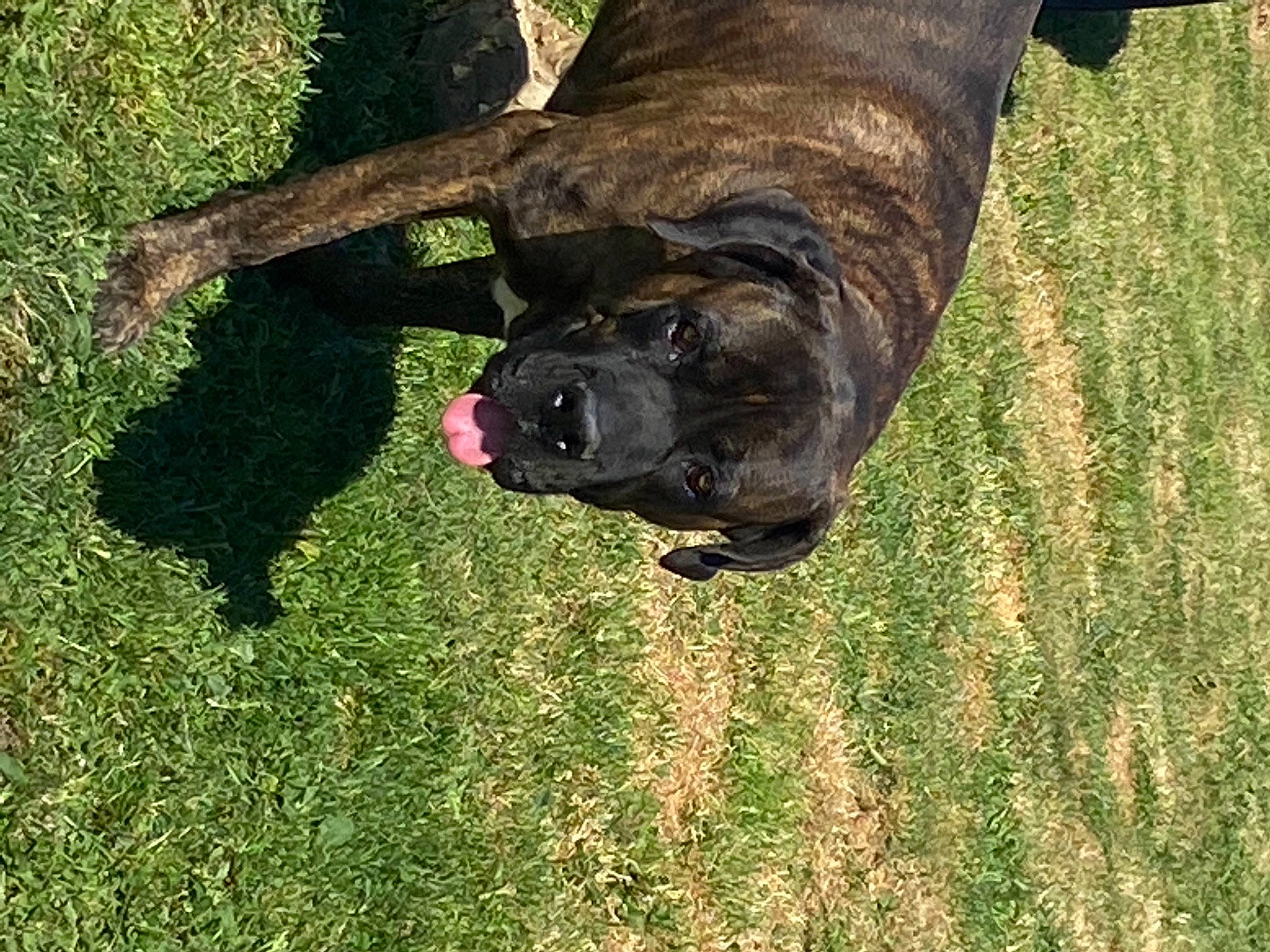 Jazz participe au concours pour gagner de l'argent avec cette photo : canidae, carnivore, companion_dog, dog, dog_breed, fawn, grass, grassland, guard_dog, herding_dog, lawn, liver, plant, snout, soil, sporting_group, tail, terrestrial_animal, tree, working_animal