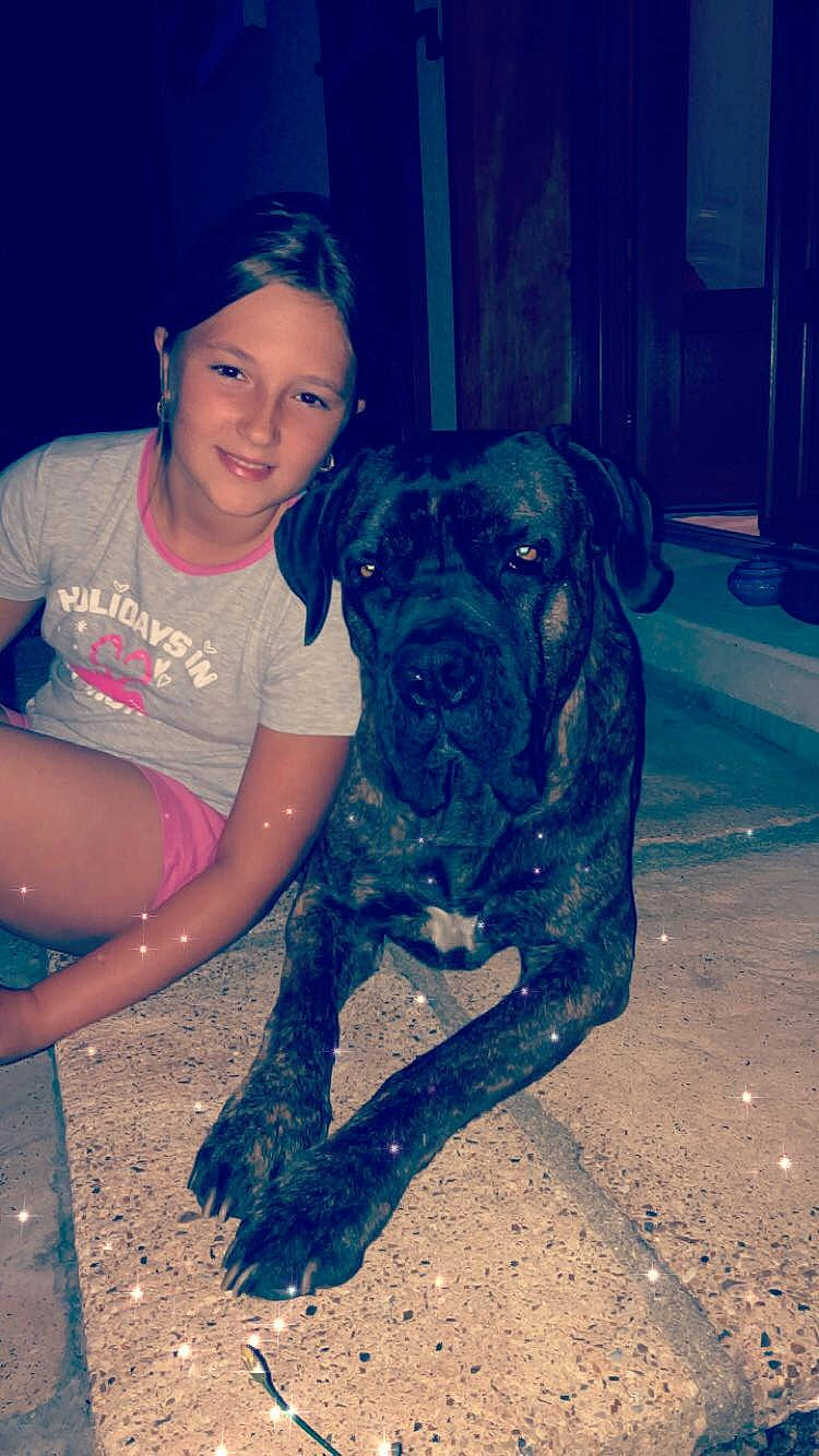 Jazz a rejoint le concours — aidez-le/la à gagner de superbes lots ! baseball_cap, canidae, carnivore, companion_dog, dog, dog_breed, electric_blue, fawn, flash_photography, happy, hat, mammal, molosser, purple, smile, sporting_group, t_shirt, thigh, vertebrate, wrinkle