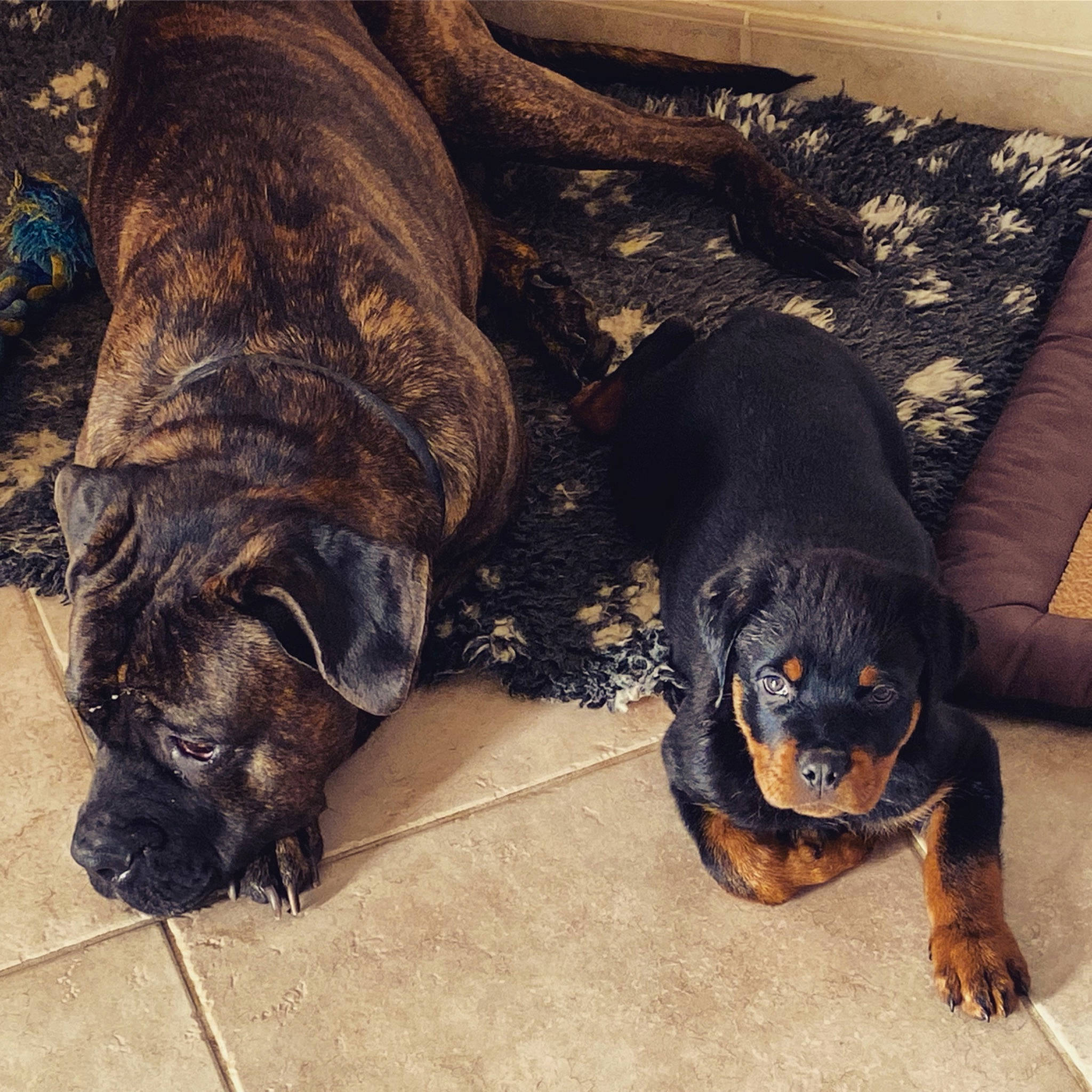 Jazz participe au concours pour gagner de l'argent avec cette photo : carnivore, comfort, companion_dog, couch, dog, dog_breed, fawn, fur, guard_dog, mammal, metal, sharing, snout, sporting_group, tail, terrestrial_animal, treeing_tennessee_brindle, vertebrate, working_animal, working_dog