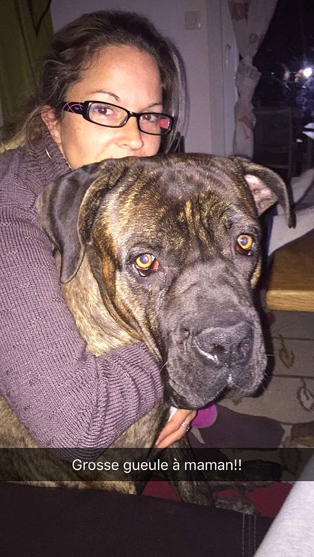 Jazz a rejoint le concours — aidez-le/la à gagner de superbes lots ! canidae, carnivore, collar, companion_dog, dog, dog_breed, ear, eyewear, fawn, fur, glasses, guard_dog, non_sporting_group, snout, sporting_group, vision_care, whiskers, working_animal, working_dog, wrinkle