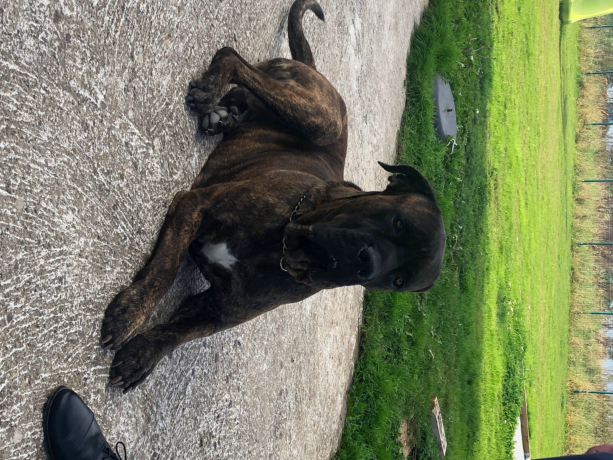 Jazz a rejoint le concours — aidez-le/la à gagner de superbes lots ! _geese_and_swans, art, bat, beak, canidae, dog_breed, duck, ducks, foot, grass, leg, plant, sculpture, snout, sporting_group, statue, tail, terrestrial_animal, tree, trunk