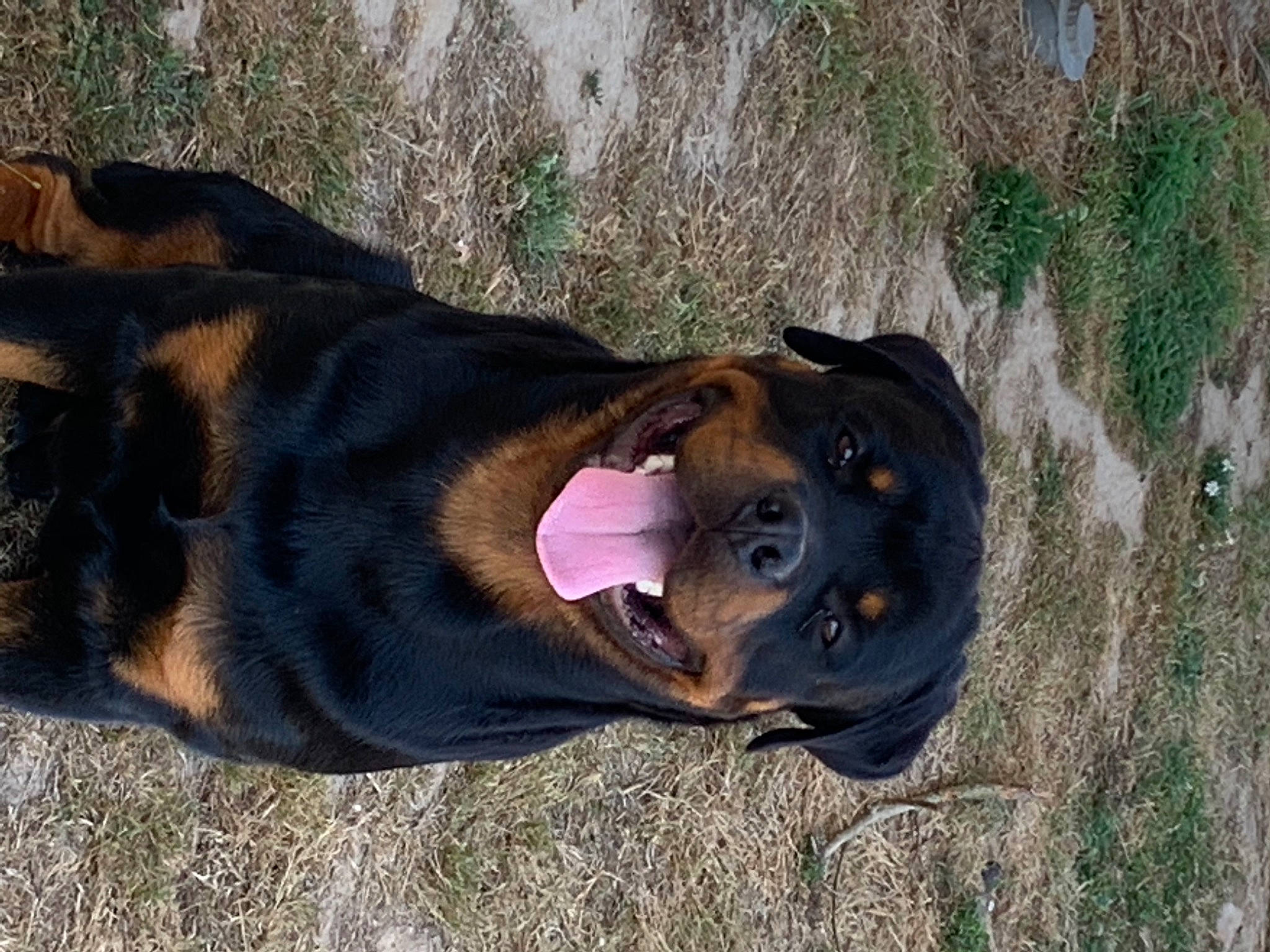 Carlton participe au concours pour gagner de l'argent avec cette photo : carnivore, collar, companion_dog, dog, dog_breed, dog_collar, fawn, fur, grass, guard_dog, mammal, natural_material, plant, snout, sporting_group, street_dog, terrestrial_animal, vertebrate, working_animal, working_dog