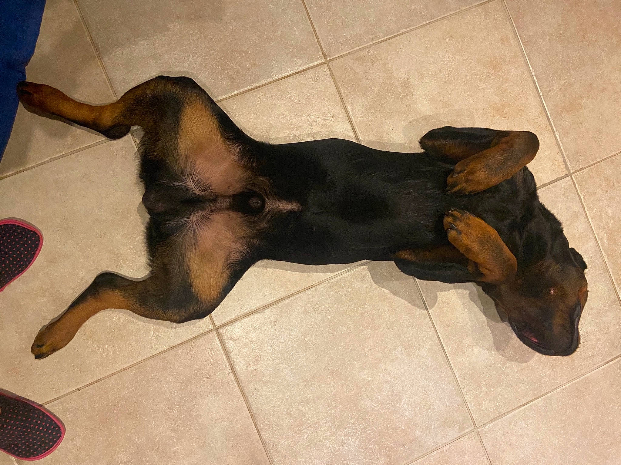 Carlton participe au concours pour gagner de l'argent avec cette photo : art, canidae, carnivore, companion_dog, dobermann, dog, dog_breed, dog_supply, fawn, flooring, liver, paw, pet_supply, sculpture, snout, sporting_group, tail, terrestrial_animal, wood, working_animal