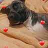 Mulan is registered to the contest to win money with this photo: dog, blanket, bed, animal, pet, resting, cozy, love, heart_emoji, indoor, relaxed, brown, white, fur, ears, closeup, sleepy, cute, comfort, snapshot