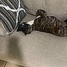 dog, brindle, couch, upside_down, pillow, striped_pillow, relaxed, pet, indoor, tile_floor, mouth_open, canine, fur, animal, sleeping_position, comfortable, resting, home, domestic, tongue