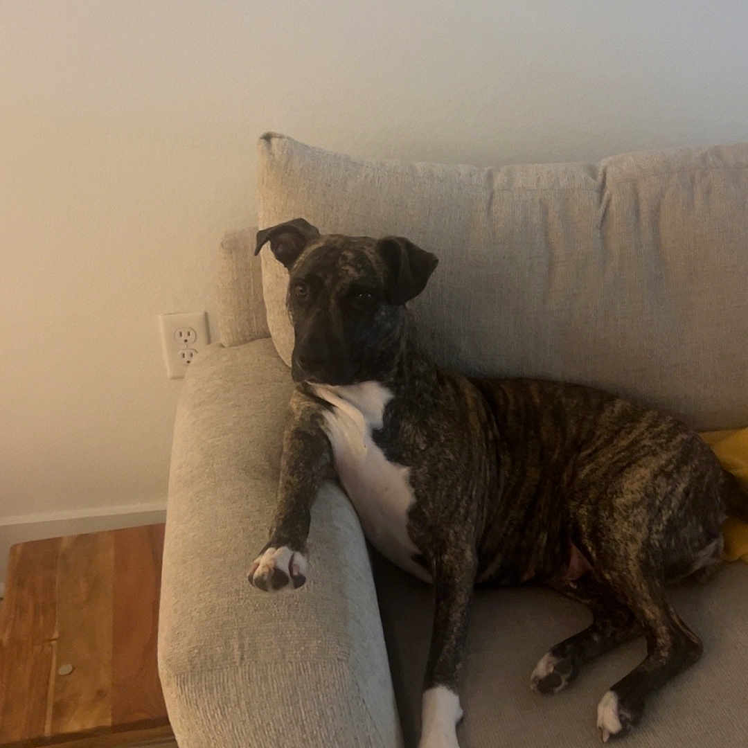 Mulan is registered to the contest to win money with this photo: dog, brindle, couch, living_room, relaxed, pet, fur, paw, tile_floor, furniture, wall, indoor, resting, canine, home, side_view, casual, comfort, animal, domestic