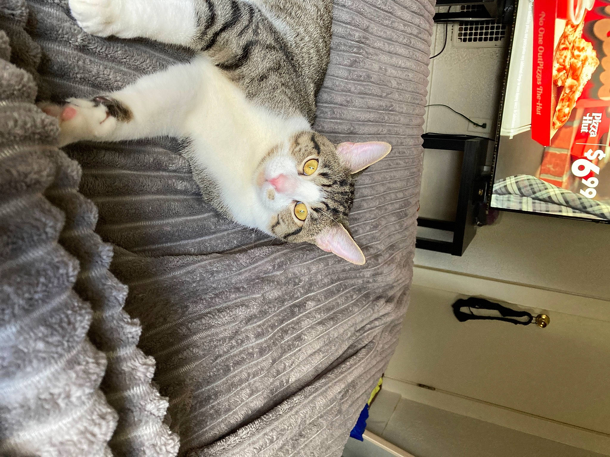 Morty joined the competition — help win amazing prizes! carnivore, cat, comfort, domestic_short_haired_cat, felidae, flooring, fur, grey, hardwood, linens, logo, paw, room, small_to_medium_sized_cats, tail, thread, whiskers, wood, wool, woven_fabric