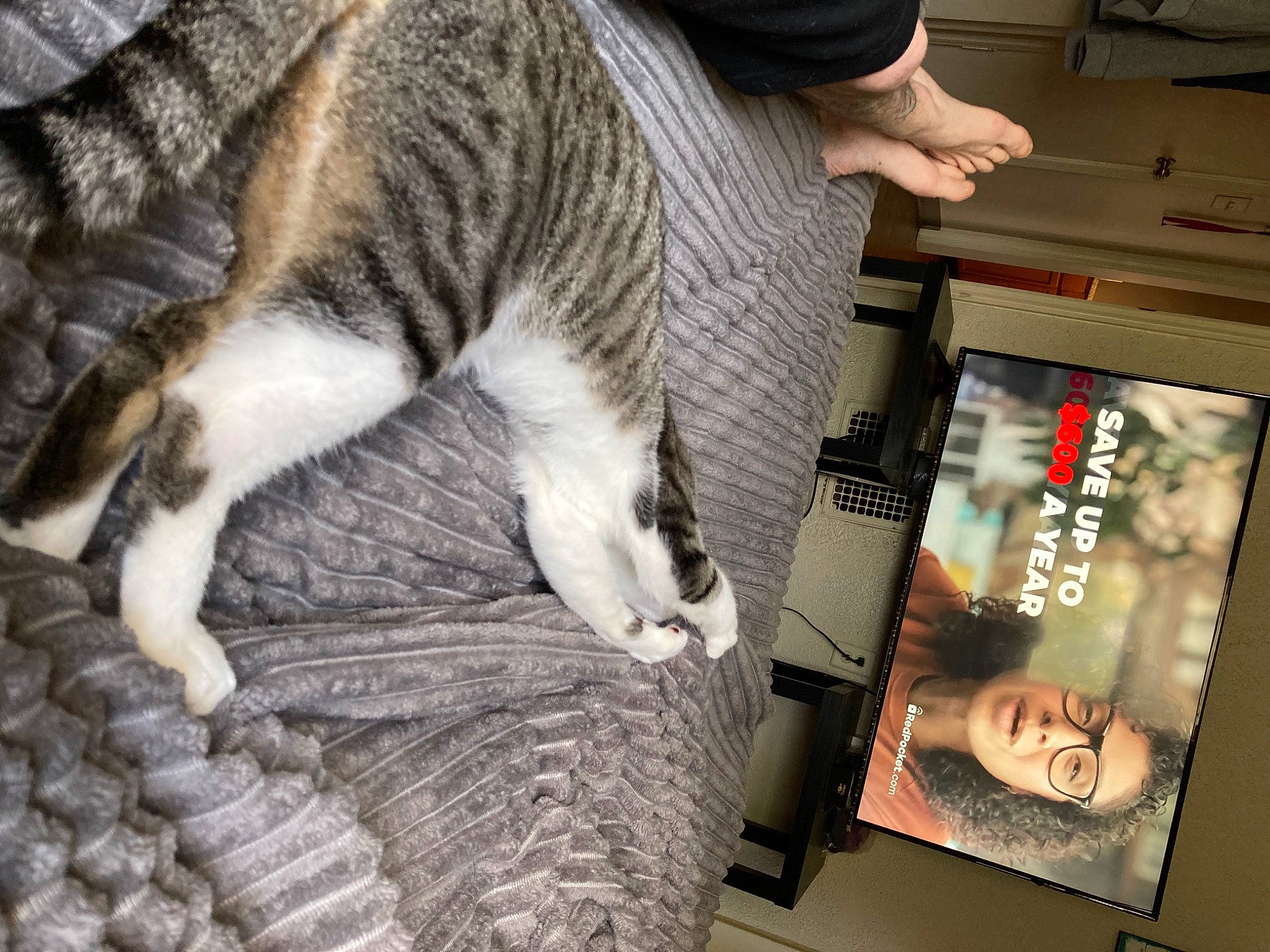 Morty joined the competition — help win amazing prizes! book, carnivore, cat, claw, comfort, companion_dog, domestic_short_haired_cat, felidae, fur, nap, paw, publication, sleep, small_to_medium_sized_cats, snout, sporting_group, tail, whiskers, wood