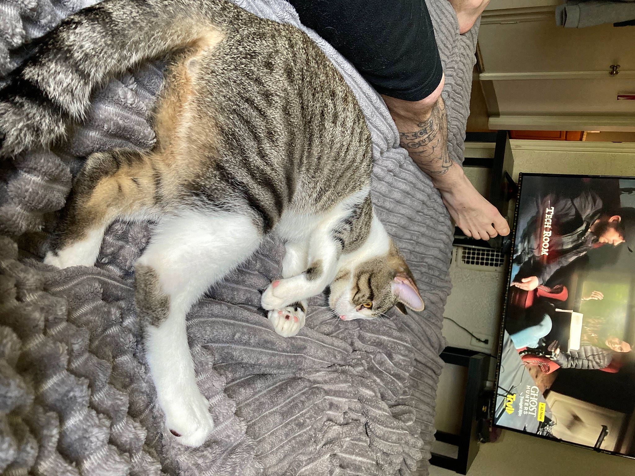 Morty is registered to the contest to win money with this photo: canidae, carnivore, cat, claw, dog_breed, domestic_short_haired_cat, felidae, fur, paw, small_to_medium_sized_cats, tail, terrestrial_animal, whiskers, wood